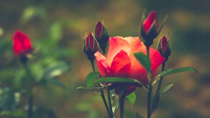 plants, flowers, macro