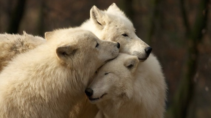 wolf, white