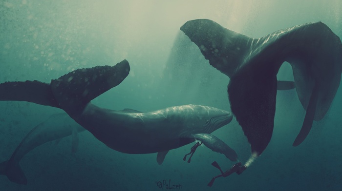 divers, artwork, whale