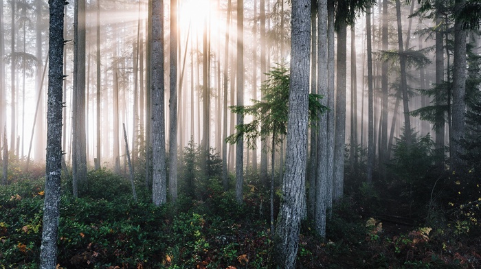 trees