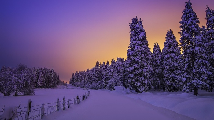 winter, snow, trees, landscape