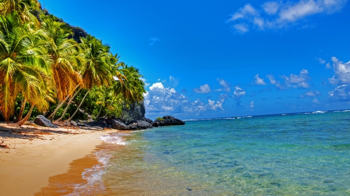 tropical, landscape, beach, palm trees