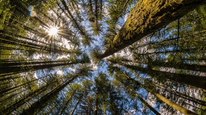 Washington state, Moulton Falls, trees