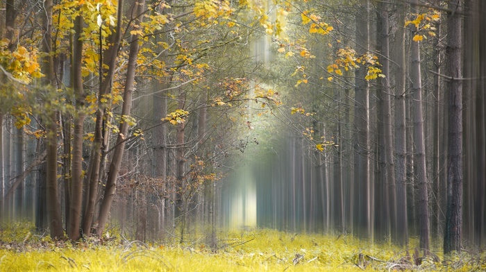 nature, daylight, leaves, forest, yellow, trees, mist, grass, landscape, path