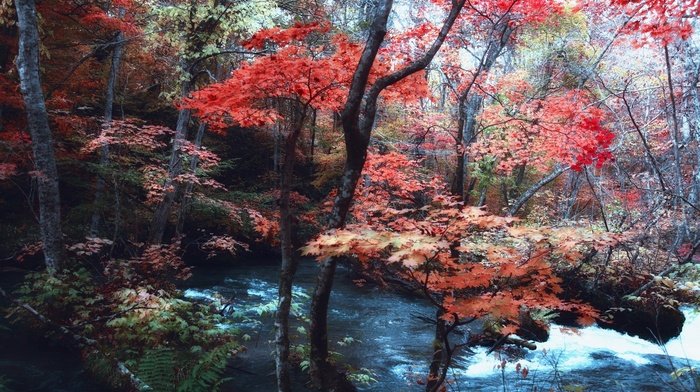 fall, trees, ferns, forest, nature, landscape, Japan, river, maple leaves, hill