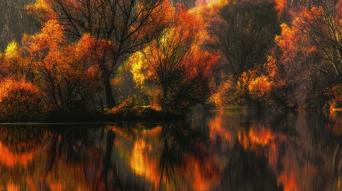 forest, colorful, leaves, trees, reflection, yellow, amber, lake, landscape, fall, nature, water