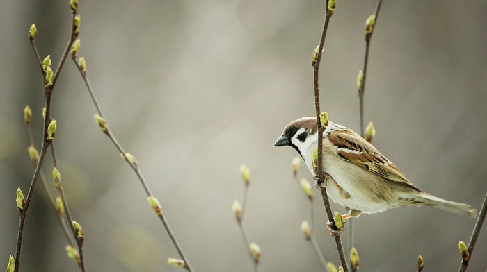 birds, nature, Victor Hugo, animals, sparrows