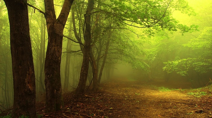 forest, mist, nature, path, trees, branch, morning, leaves