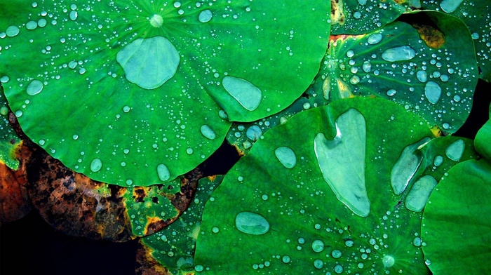 nature, closeup, lotus flowers, macro, water drops, leaves