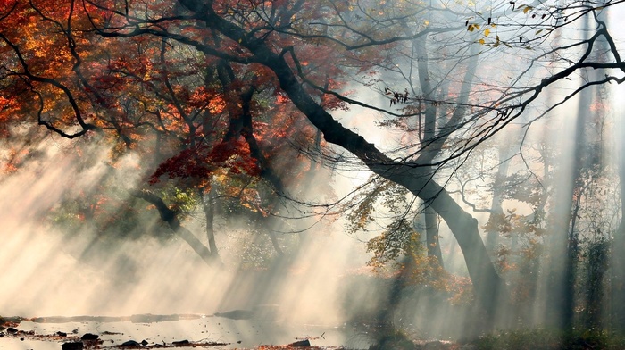 water, leaves, red, sun rays, mist, trees, shrubs, landscape, nature, fall, sunrise