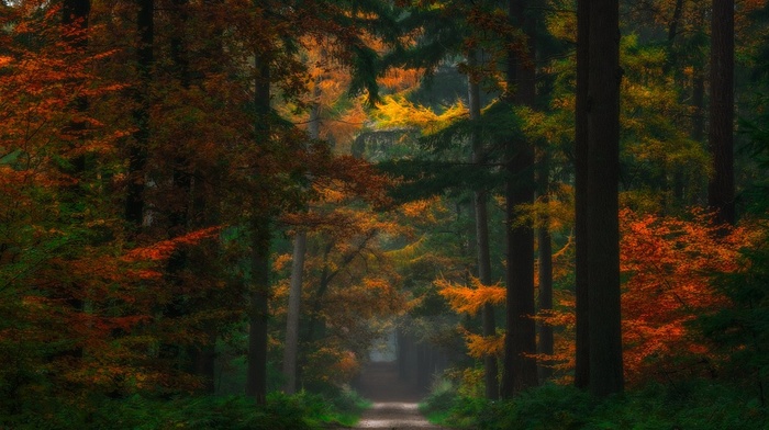fairy tale, dirt road, colorful, shrubs, forest, Netherlands, nature, fall, path, landscape, trees