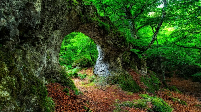 landscape, forest, leaves