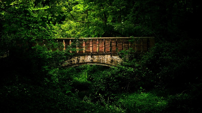 bridge, forest