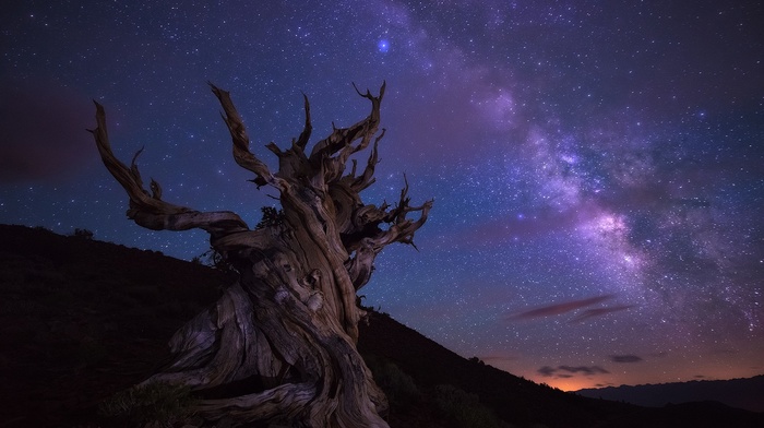 stars, landscape, trees