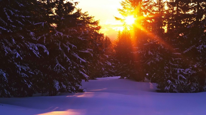 snow, trees, forest, landscape