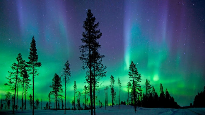 aurorae, trees, snow, nature, landscape
