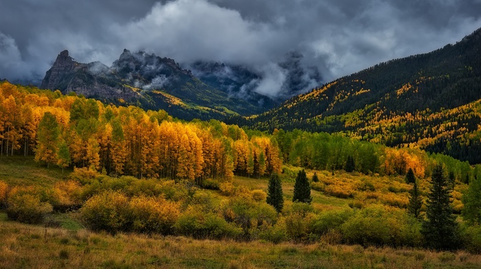 trees, landscape