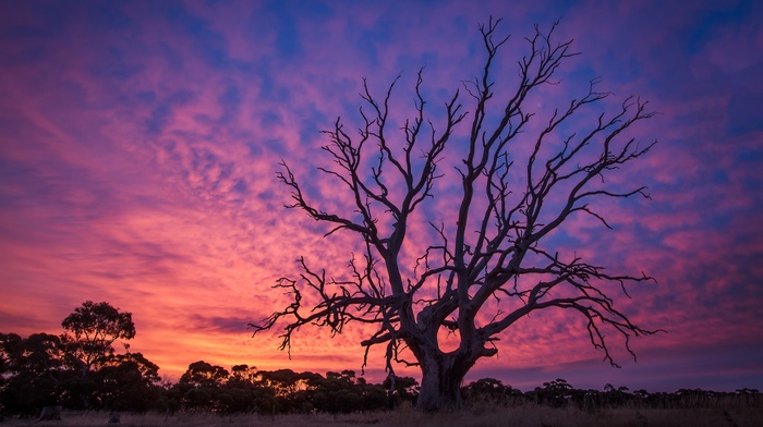 trees, landscape