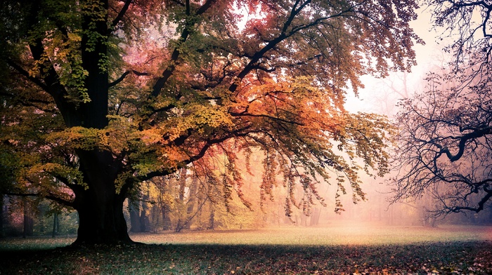 trees, landscape