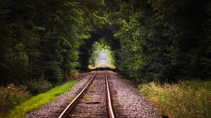 trees, nature, railway, forest