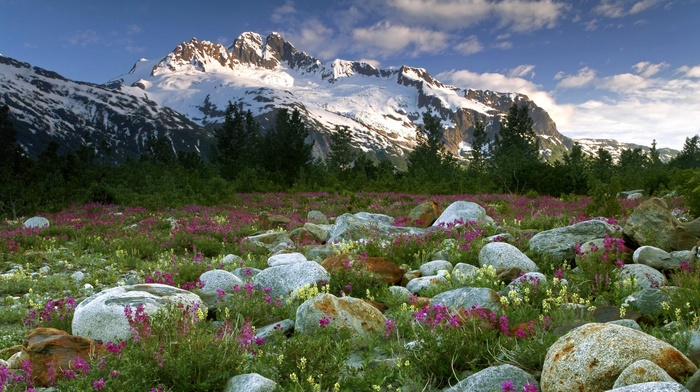 field, mountain, landscape