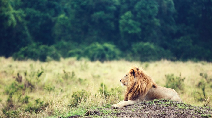 animals, landscape