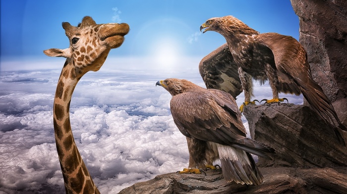 animals, sky, nature, birds, rock, Sun, humor, eagle, photo manipulation, giraffes, clouds