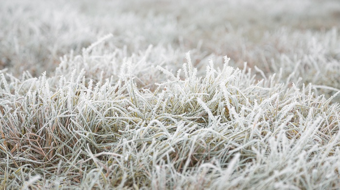 fall, nature, frost, grass