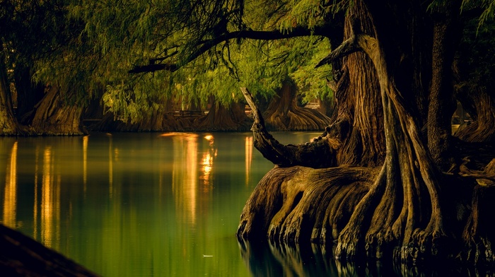 forest, landscape, trees, lake, nature, calm, water, Mexico, reflection, roots