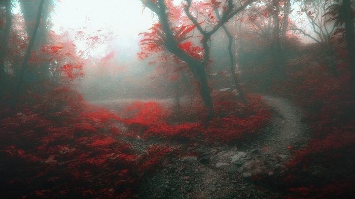 mist, landscape, forest, trees, daylight, morning, nature, leaves, fall, path, red
