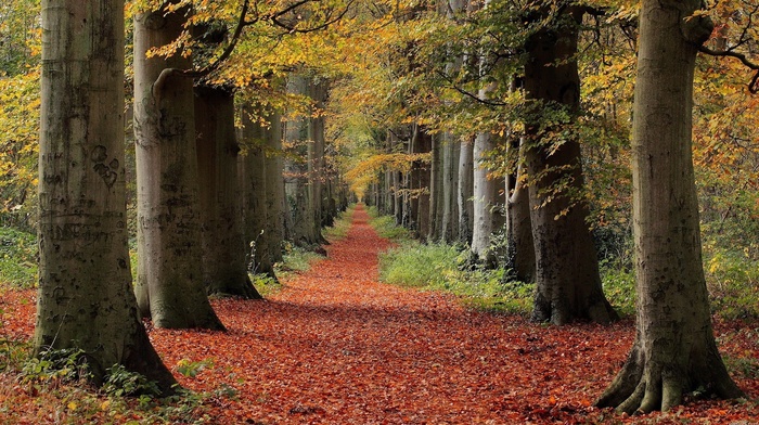leaves, path, fall, nature, forest, trees