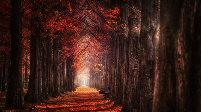 daylight, mist, path, landscape, trees, leaves, nature, fall, red