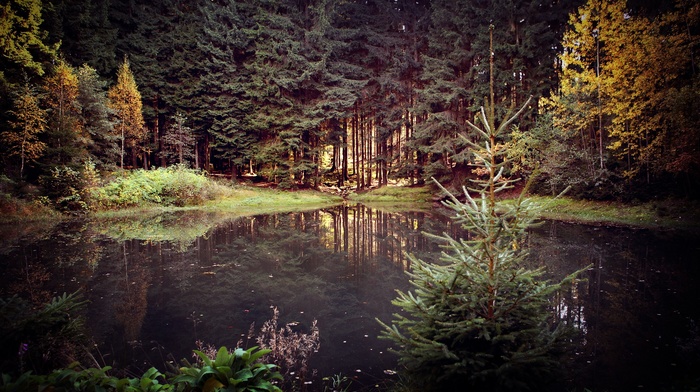 forest, lake