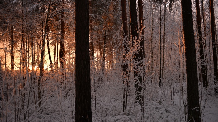 trees, snow