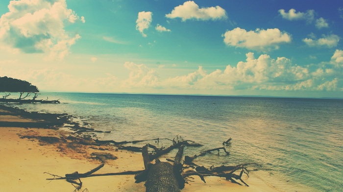trees, sea, beach, sky
