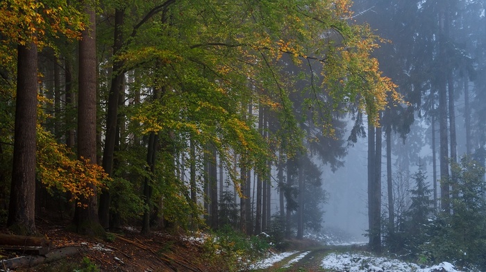 fall, trees, morning, path, mist, forest, dirt road, nature, snow, landscape