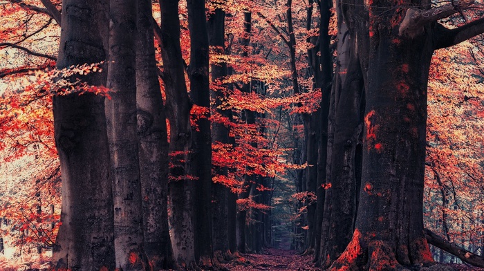forest, fall, path, trees, leaves, red, nature, landscape