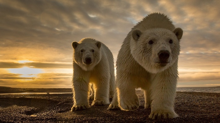 polar bears, Sun, animals