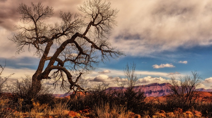 trees, landscape