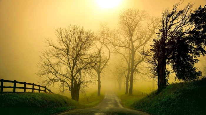 nature, road, grass, sunlight, morning, mist, landscape, trees, fence