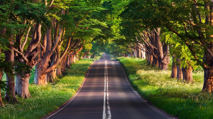 road, trees