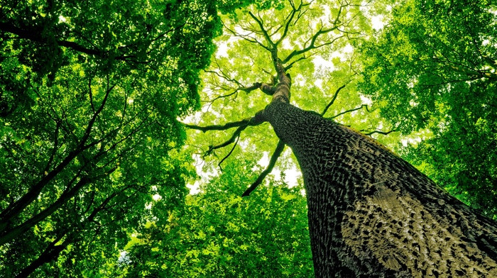 nature, trees