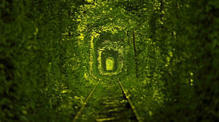 tunnel, leaves
