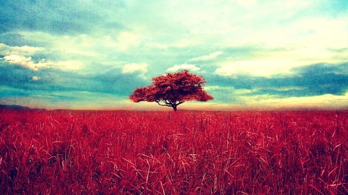 trees