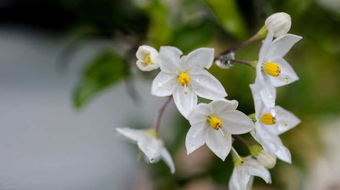 nature, flowers