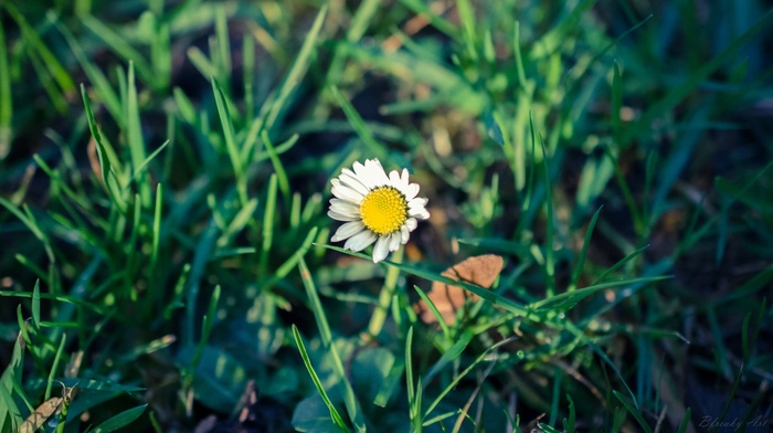 flowers, nature