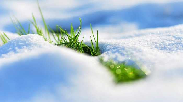 grass, snow