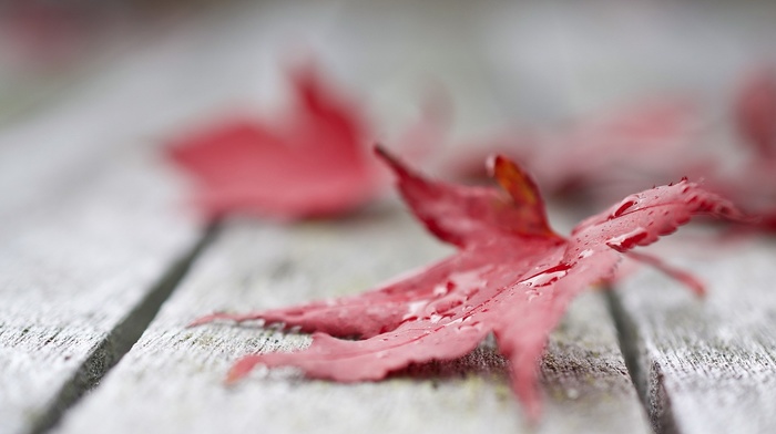 macro, maple leaves, leaves, fall, nature, closeup, red leaves, depth of field, water drops, wooden surface
