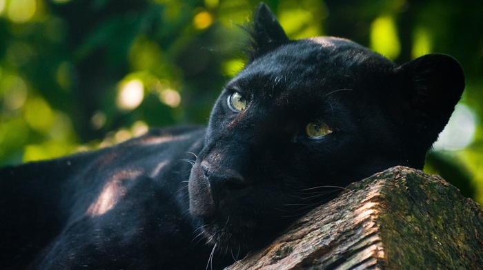 animals, panther