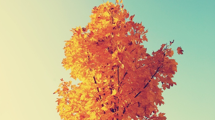 fall, sky, trees